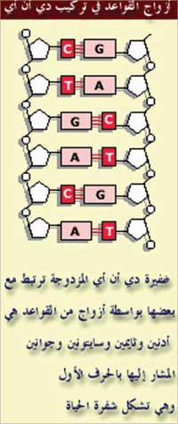 تركيب الجينات الوراثية