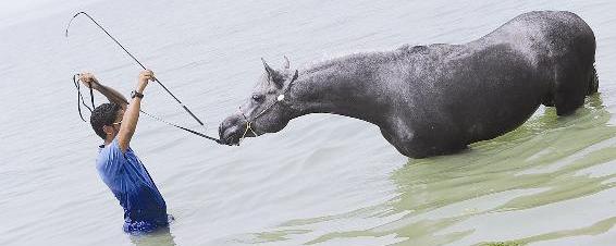 الديحاني يدرب «سفير الكويت»