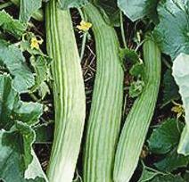 u0627u0644u0642u062bu0627u0621 u0637u0639u0627u0645 u0628u0646u064a u0625u0633u0631u0627u0626u064au0644 u0627u0644u0630u064a u0637u0644u0628u0648u0647 u0645u0646 u0646u0628u064au0647u0645 u0645u0648u0633u0649 u0623u0646 u062au0646u0628u062au0647 u0627u0644u0623u0631u0636 u0644u0647u0645r