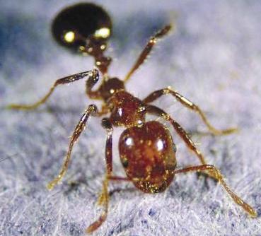 u0627u0644u0646u0645u0644 u064au0635u062fu0631 u062au0631u062fu062fu0627u062a u0635u0648u062au064au0629 u0644u0644u062au062du0630u064au0631 u0645u0646 u0627u0644u062eu0637u0631