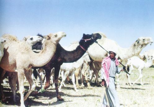 ... المقهور الراحلة مع الجمل والحيران