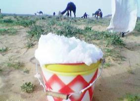 حليب الابل  غذاء ودواء