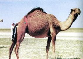 ... الناقة الصفراء