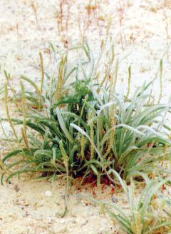 الربلة من الاعشاب التي تتغذى عليها الابل