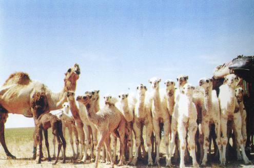 مجموعة من الابل