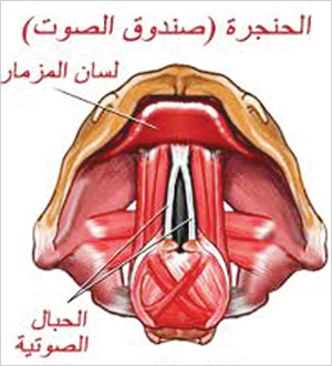 u0625u0639u0627u062fu0629 u0627u0644u0634u0628u0627u0628 u0644u0644u0623u062du0628u0627u0644 u0627u0644u0635u0648u062au064au0629 