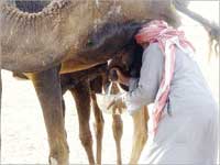 u0623u062bu0628u062a u0627u0644u0639u0644u0645 u0627u0644u062du062fu064au062b u0623u0646 u062du0644u064au0628 u0627u0644u0625u0628u0644 u0644u0647 u0641u0648u0627u0626u062f u0643u062bu064au0631u0629 u0639u0644u0649 u0635u062du0629 u0627u0644u0625u0646u0633u0627u0646