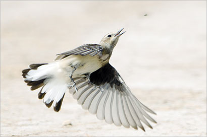 «ام دقي» بعدسة الراصد عمار الجريوي