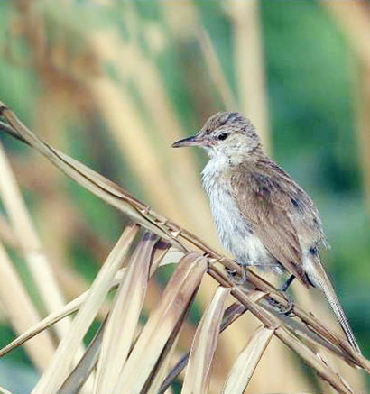  طائر المردم الهندي
