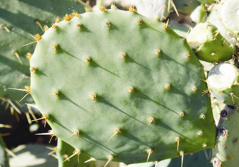 نبات الصبر له فوائد علاجية كبيرة