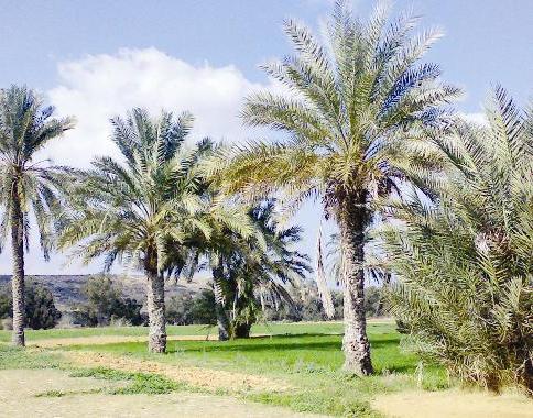 النخلة شجرة مباركة عظيمة النفع