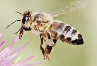 منتجات النحل تعالج أكثر من 500 مرض