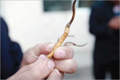 فطر «يرقة الهيمالايا» المقوي