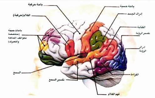 ارتباط وثيق بين الجهاز العصبي ومشاعر الإنسان وعمل جهاز المناعة