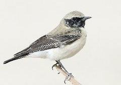 الفقاقة الزبادية