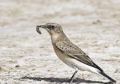 الذكر مصفر اللون