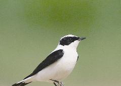 لون الصدر كالزبدة البيضاء 	   (بعدسة راشد الحجي)