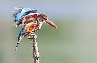 طائر الرفرف الجريء  	  (بعدسة محمد خورشيد)