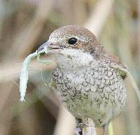 القفصي 	(بعدسة عبدالعزيز اليوسف)