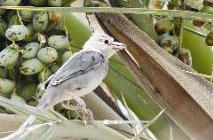 u0628u0644u0628u0644 u0627u0644u0642u0635u0628