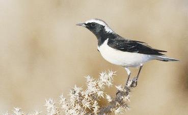 الذكر في الربيع