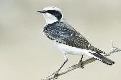 البقعاء النادرة