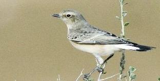 الأنثى في الخريف