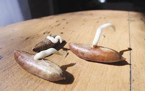 من النقير يخرج الجنين