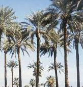 ومن الجنين تكون النخلة