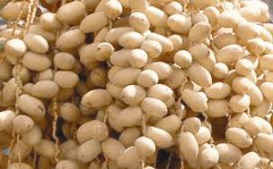 ومن النخلة يأتي التمر ... فتبارك الله أحسن الخالقين