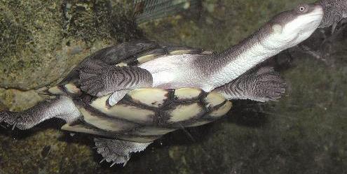 u0647u0630u0627 u062eu0644u0642 u0627u0644u0644u0647... u0641u062au0628u0627u0631u0643 u0627u0644u0644u0647 u0623u062du0633u0646 u0627u0644u062eu0627u0644u0642u064au0646r