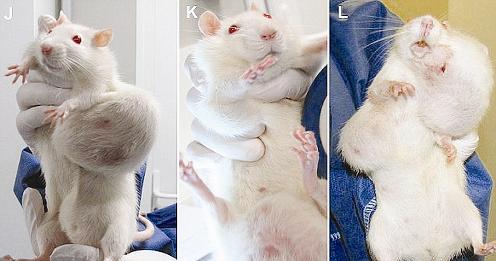 فئران مصابة بأورام سرطانية نتيجة تغذيتها بالذرة المعدلة جينياً