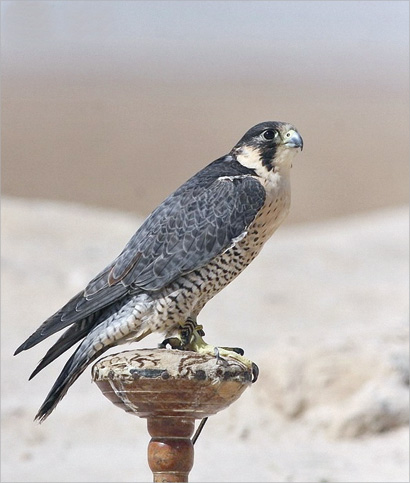 الشيهانة البحرية 