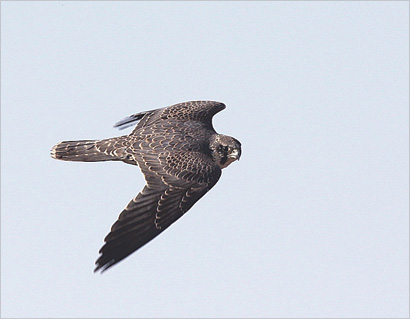 أسرع الطيور على الاطلاق