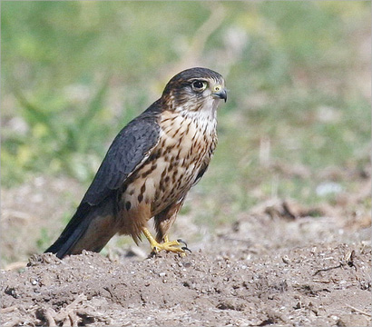  الشيهانة الصغيرة