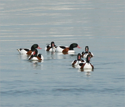 «الشهرمان»