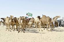 u0647u062cu0646 u0642u0628u0644 u0628u062fu0621 u0633u0628u0627u0642 u0627u0644u0623u062au0644u0627u062fr