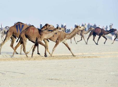 مسابقة هجيج الإبل تضرب أرقاماً قياسية