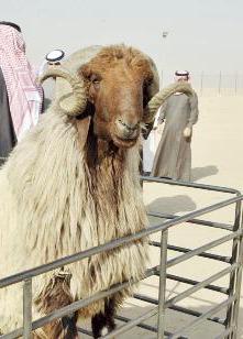 جانب من مسابقة الفحل النعيمي