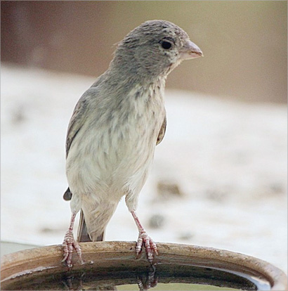 u0627u0644u0646u0639u0627u0631 u0627u0644u0639u0631u0628u064a