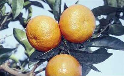 u0627u0644u064au0648u0633u0641u064a u064au062du062au0648u064a u0639u0644u0649 u0645u0631u0643u0628u0627u062a u062au0643u0627u0641u062d u062au0635u0644u0628 u0627u0644u0634u0631u0627u064au064au0646