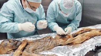 عالمان يعاينان جثة «أوتزي»