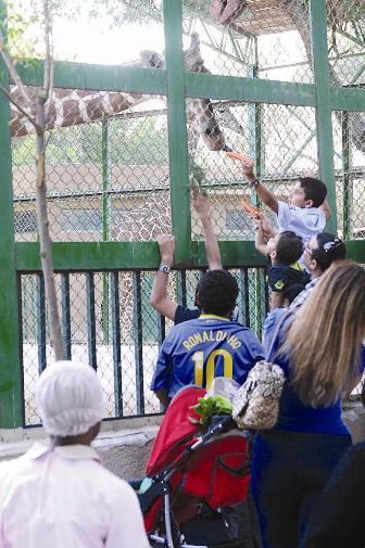 الزرافة جاذبة الجميع	 (زكريا عطية)