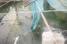 البركة التي تتجمع فيها مياه البئر العذبة