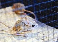 الجربوع فريسة مغرية