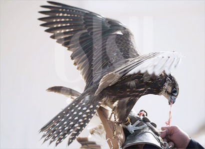 الطير الحر في وصلة تدريب