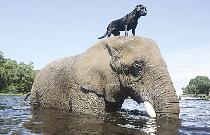 بيلا «منصة» للهو بابلز