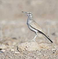  u00abu0623u0645 u0633u0627u0644u0645u00bb