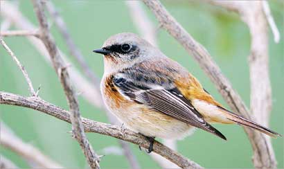 الحميراء بيضاء الكتف 	(تصوير راشد الحجي)