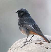 الحمروش الأسود